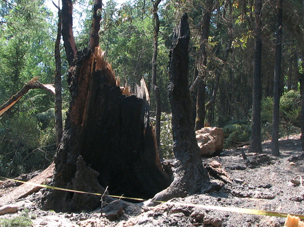 Photo 10 Tree 5 located next to FC1’s injury location