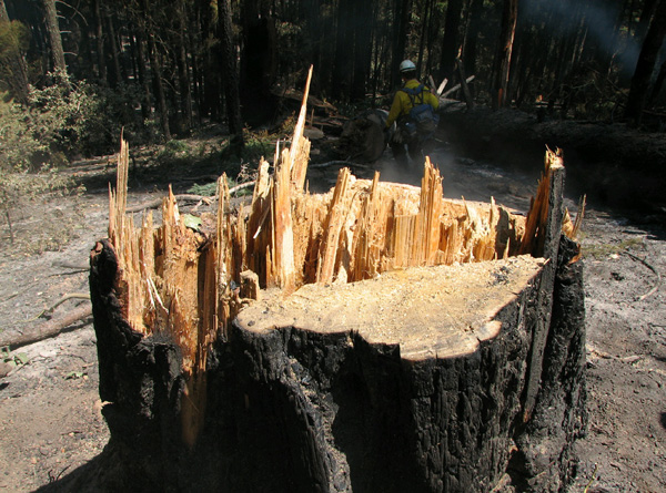 Photo 5 Backcut section of Tree 1