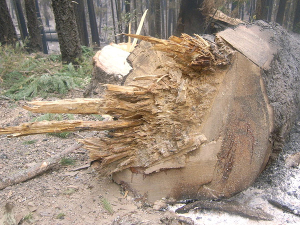 Photo 6 Butt section of Tree 1 showing excessive holding wood, two gunning cuts and Dutchmen