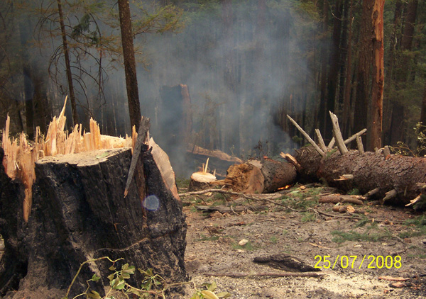 Photo 7 Tree 1 in foreground, Tree 2 is partially obscured in smoke. Bole of Tree 1 is on left and bole of Tree 2 is on right. Smaller stump was cut after accident.