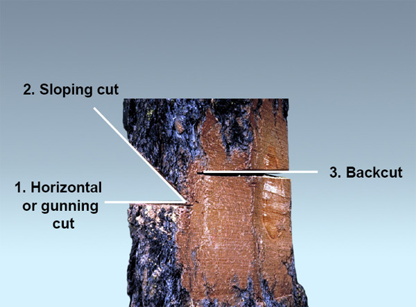 1. Horizontal or gunning cut, 2. Sloping cut, 3. Back cut.